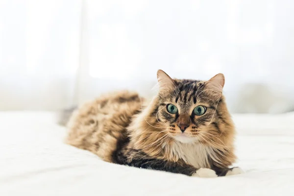 Gato cinzento bonito — Fotografia de Stock