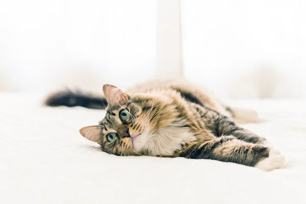 Beautiful Grey cat — Stock Photo, Image