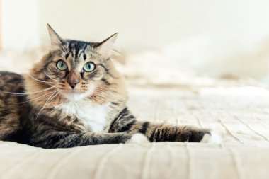 Gri kedi yatakta yatarken
