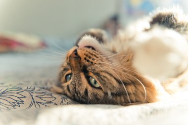 Gri kedi yatakta yatarken