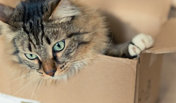 Gatto seduto nella scatola — Foto Stock