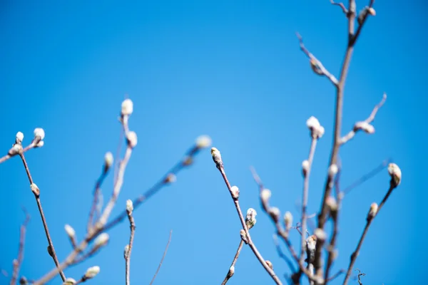 Bourgeons d'arbres au printemps — Photo