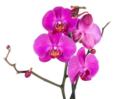 orkide çiçekleri pembe çizgili