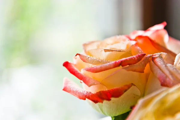 Hermoso ramo de rosas — Foto de Stock