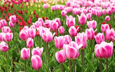 güzel bir Lale alan