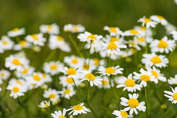 Wild chamomiles on a meadow. — Stock Photo, Image