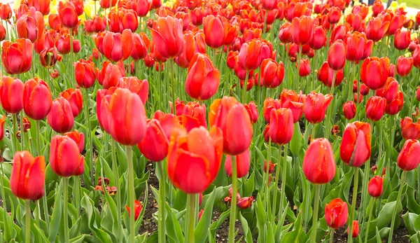 Beautiful tulips field — Stock Photo, Image