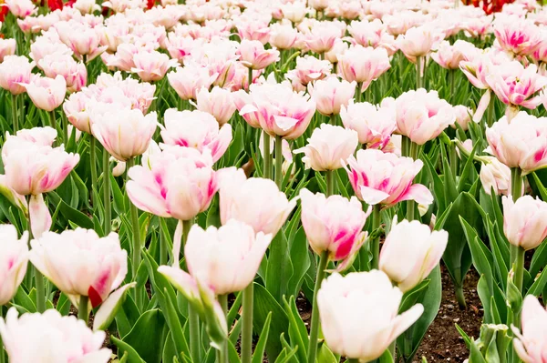 Belo campo de tulipas — Fotografia de Stock