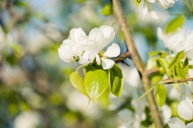 elma ağacı çiçek