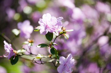Pembe Rhododendron çiçekleri