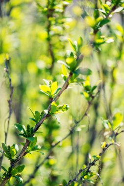 Genç yeşil yaprakları