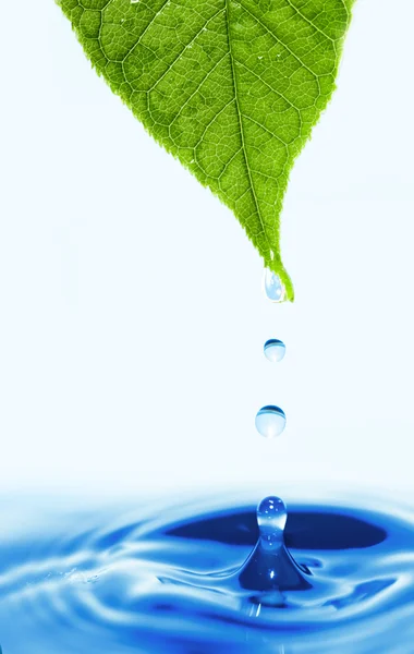 Folha verde com gotas de água. — Fotografia de Stock