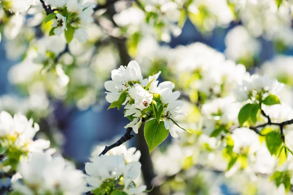 Blommande äppelträd — Stockfoto