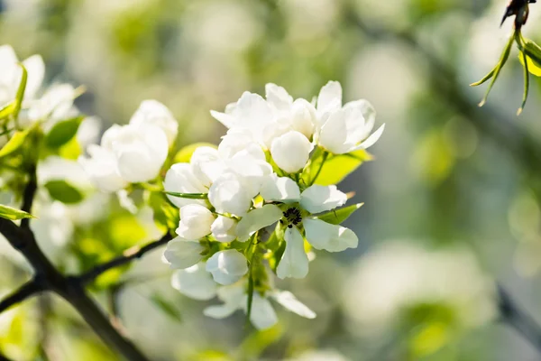 Albero di mele in fiore — Foto Stock