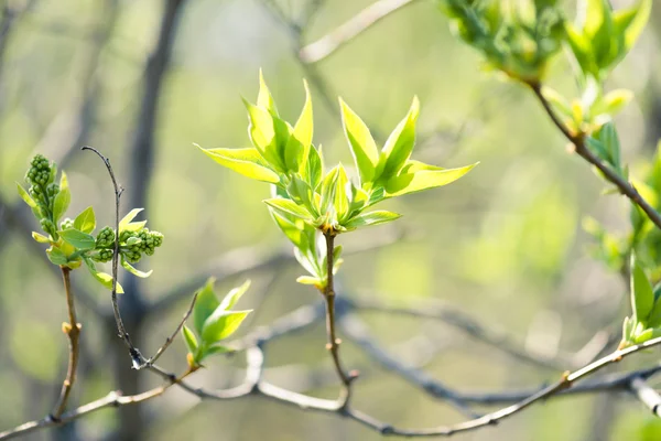 Folhas verdes jovens — Fotografia de Stock
