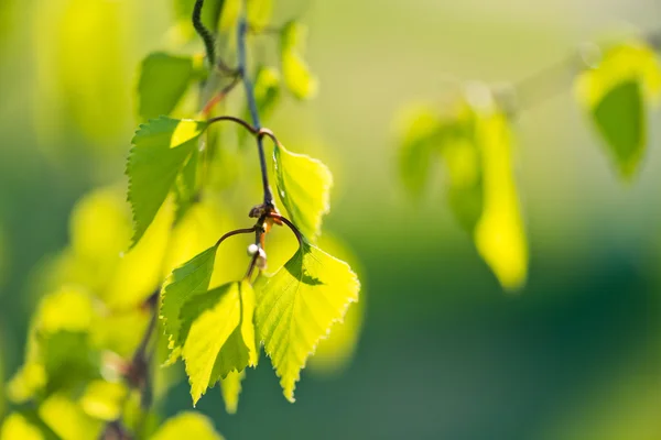 Nyír-zöld levelek — Stock Fotó