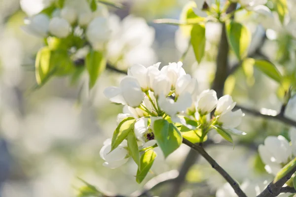 Manzano en flor — Foto de Stock