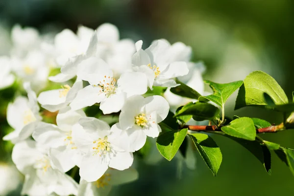 Apple tree blossoming — Stock Photo, Image