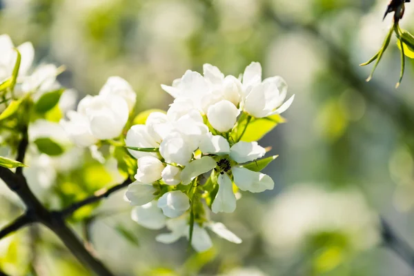 Virágzó almafa Stock Fotó