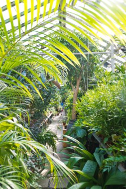 İç bahçe bitkileri sera 