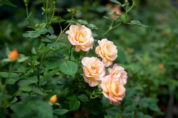 Kwitnących róż krzew — Zdjęcie stockowe