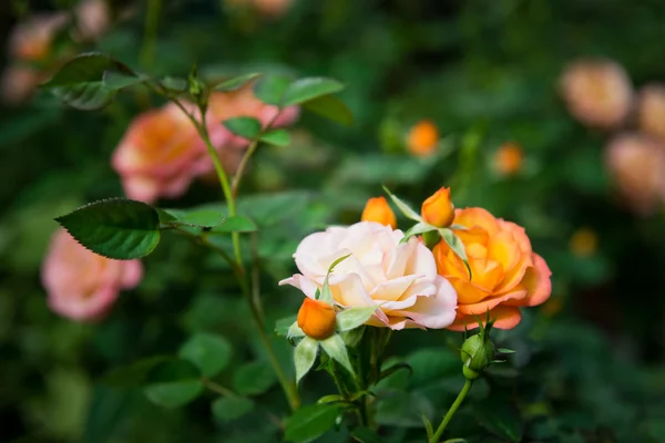 Blooming roses bush — Stock Photo, Image