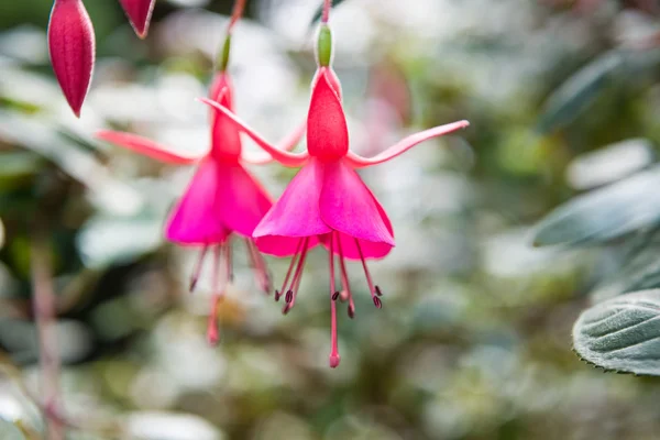 Belles fleurs rouges qui fleurissent — Photo