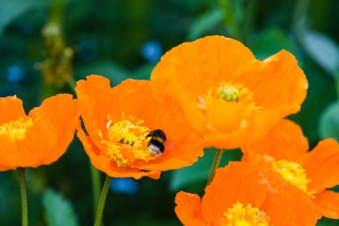 Bumblebee portakal haşhaş çiçekleri üzerinde 