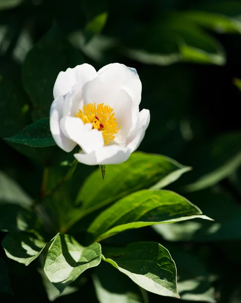 Bunga peony putih — Stok Foto