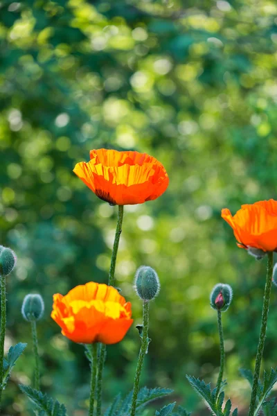 Beautiful orange poppy flowers — Stock Photo, Image