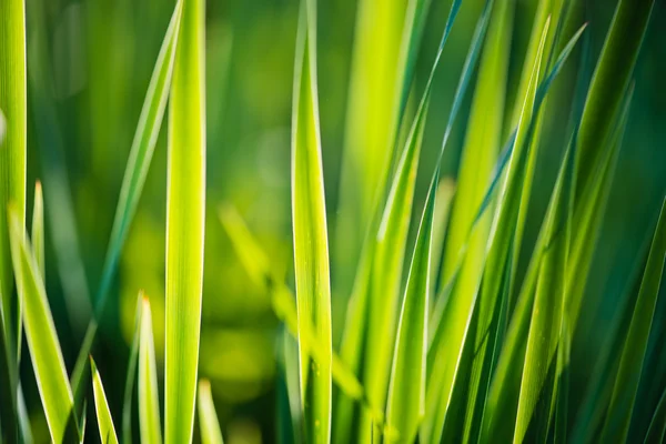 Herbe épaisse fraîche — Photo