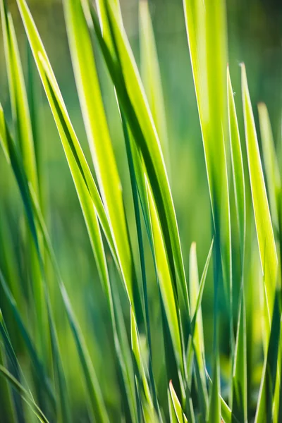 Färskt tjockt gräs — Stockfoto