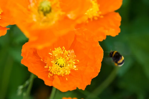 Čmelák na oranžové květy máku — Stock fotografie