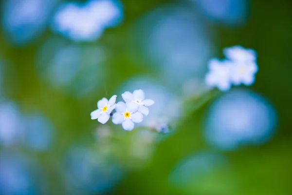 Oublie-moi-pas les fleurs — Photo