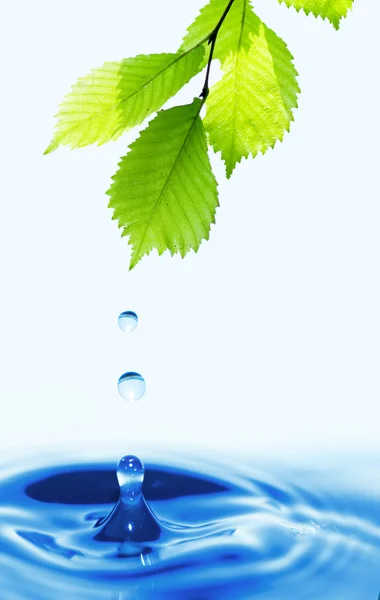 Hojas verdes con gotas de agua — Foto de Stock