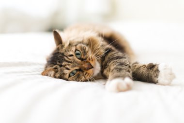 Yatakta Gri kedi