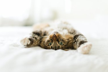 Yatakta Gri kedi