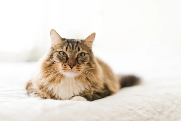 Grå katt på sängen — Stockfoto