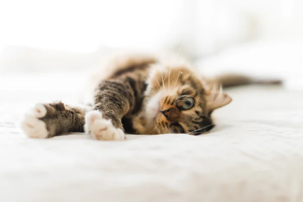 Grijze kat op bed — Stockfoto