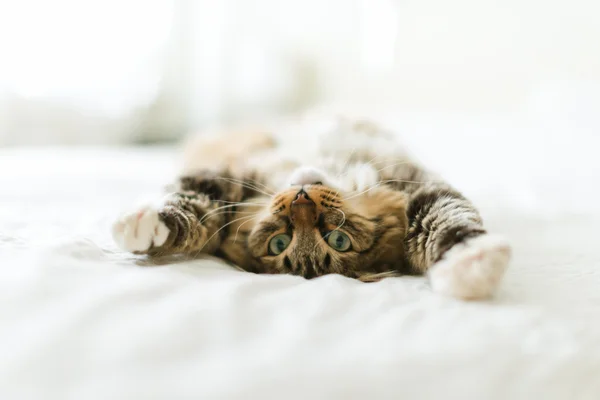 Grijze kat op bed — Stockfoto