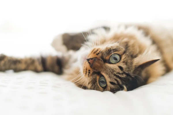 Graue Katze auf dem Bett — Stockfoto