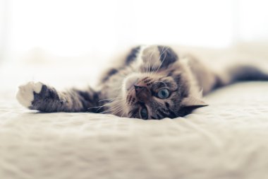 Gri kedi yatakta yatarken