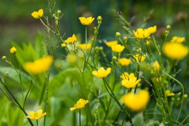 İlkbaharda açan çiçekler,