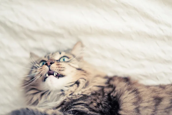 Gato cinzento deitado na cama — Fotografia de Stock