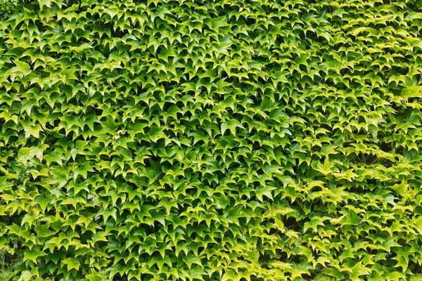 A hera verde em uma parede de pedra — Fotografia de Stock