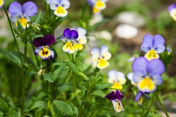 Viola e amarelo tricolor pálidas — Fotografia de Stock