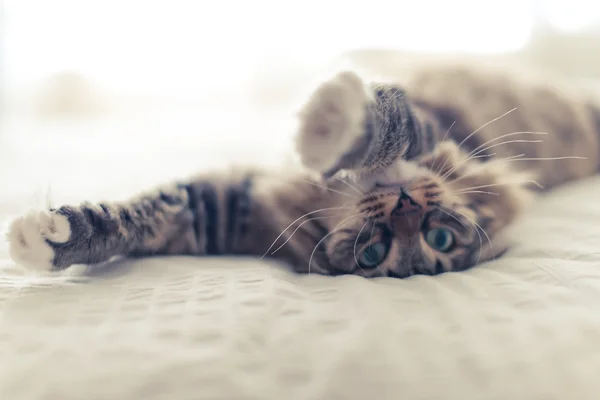 Gato gris acostado en la cama — Foto de Stock