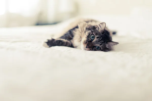 Graue Katze liegt auf Bett — Stockfoto