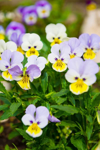 Altviool en gele tricolor viooltjes — Stockfoto