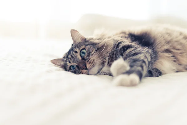 Gatto grigio sdraiato sul letto — Foto Stock